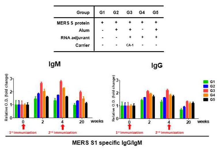 2차 면역 후 MERS S1 특이적인 IgM/IgG 항체가 측정 결과