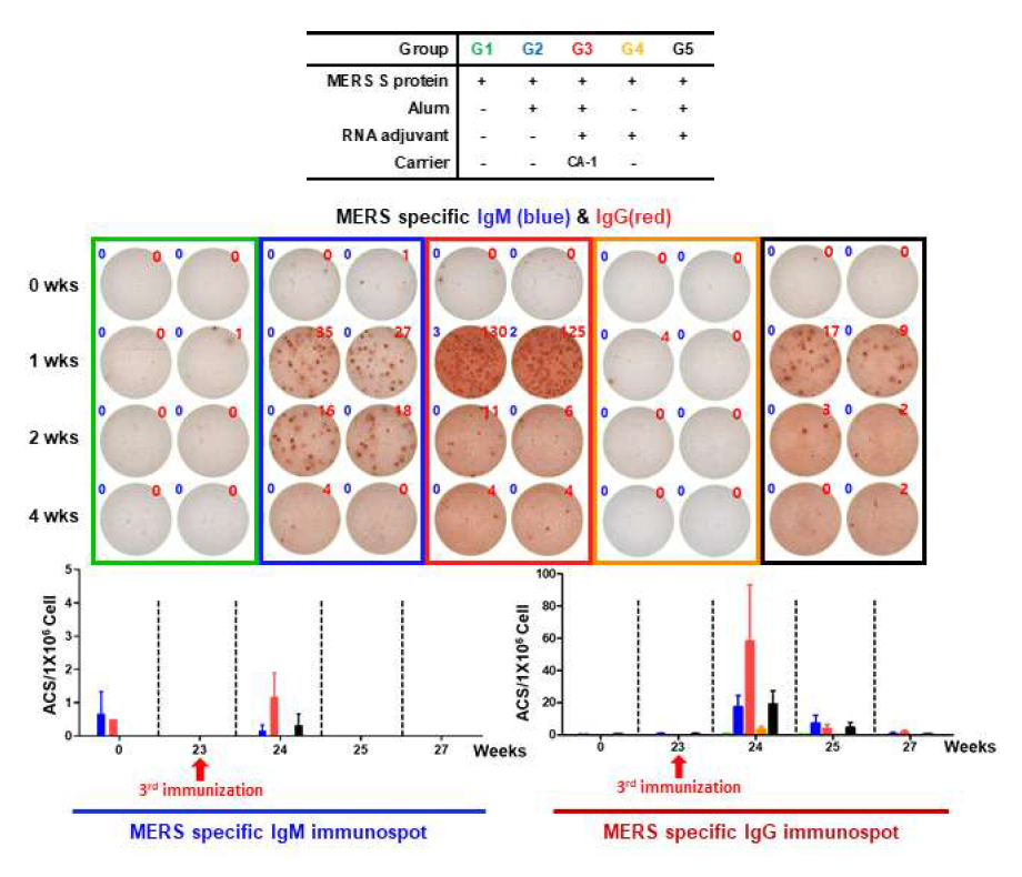 3차 면역 후 MERS S protein 특이적인 IgM/IgG 분비세포 변화 결과