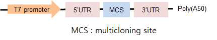 새로운 바이러스 RNA vaccine platform 모식도