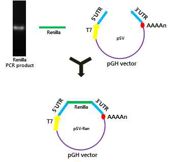 바이러스 RNA vaccine platform을 이용한 renilla luciferase 클로닝 과정 모식도