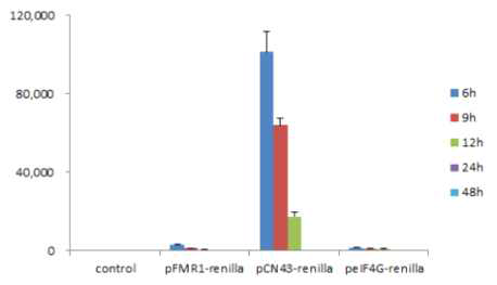 mammalian IRES 구조의 renilla luciferase 발현 효율 비교 (HeLa cell)