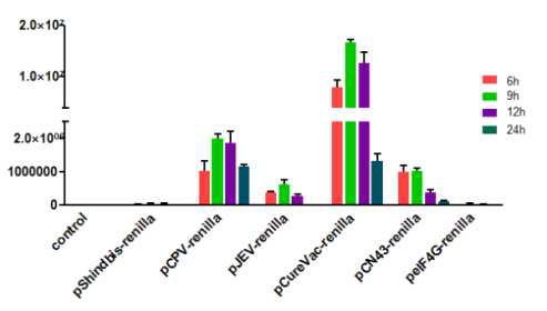 IRES group I, mammalian IRES 구조 및 pCureVac RNA vaccine platform의 renilla luciferase 발현 효율 비교 (293T cell)