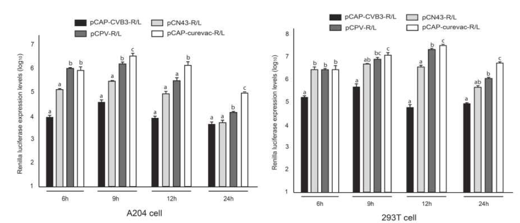 선발된 CVB3, CN43, CrPV의 IRES에 의해서 조절 되도록 R/L 유전자를 삽입하여 IVT으로 RNA를 만든 후 사람의 근육 세포 (A204) 및 사람의 embryonic kidney 세포 (293T)에서 발현양 비교