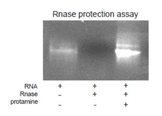 Protamine formulation이 RNase에 의한 degradation 억제