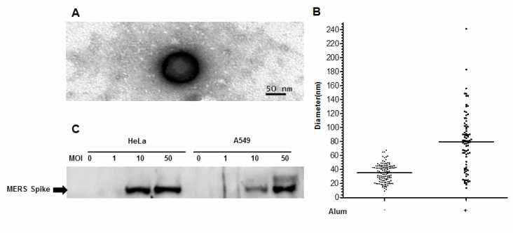 Expression of MERS spike protein and Ad5-MERS in different cell lines