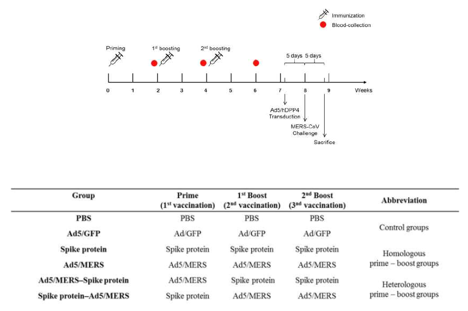 MERS spike protein 및 Ad5-MERS 면역 스케줄 및 prime-boot 면역 조합표
