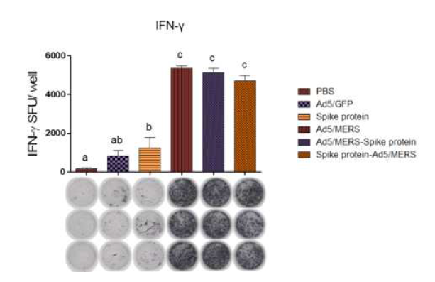 면역된 마우스의 splenocyte culture를 통해 spike specific T cell epitope peptide로 stimulation 된 이후의 IFN-γ(gamma) 분비 T cell population