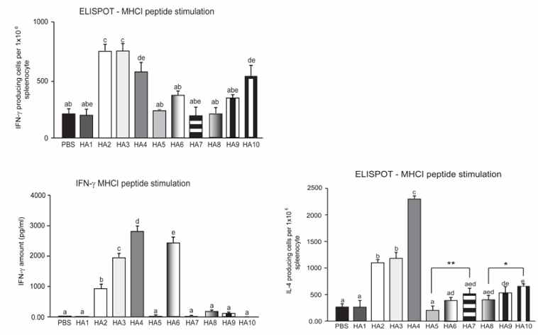 인플루엔자 HA에 존재하는 MHC I 유도 peptide complex로 stimulation한 면역된 마우스 splenocyte 내의 IFN-r / IL-4 분비 Th1 cell population 및 상층액 내의 IFN-r양 분석