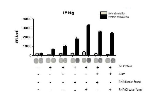 면역한 마우스의 splenocyte를 이용한 IFN-r 분비 T cell population ELISPOT 결과 (late time sacrifice)