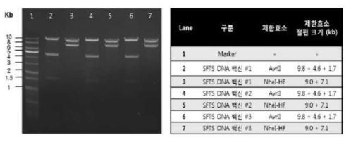 SFTS DNA 백신의 전기영동적 성질 분석 결과