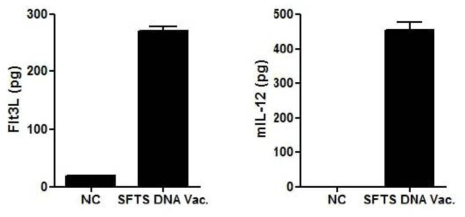 SFTS DNA 백신 도입 유전자 생성물 발현 확인 (정량적)