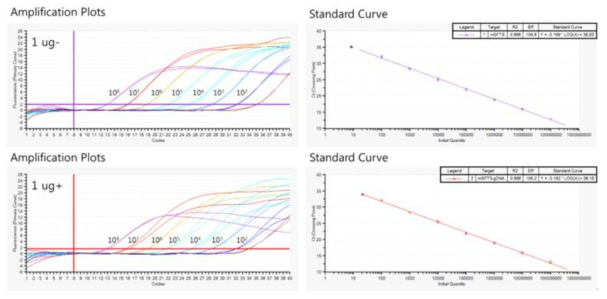실시간 정량 PCR 분석의 형광 시그널 증폭 수준 비교 결과와 도출된 표준 곡선 (Rat genomic DNA 1ug 포함 간섭현상 확인)