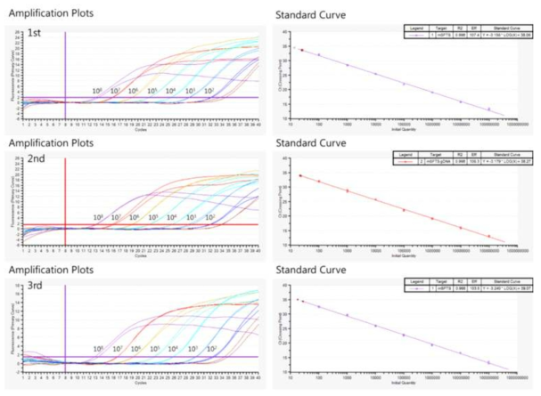 실시간 정량 PCR 분석의 형광 시그널 증폭 수준 비교 결과와 도출된 표준 곡선 (정량 구간 설정)