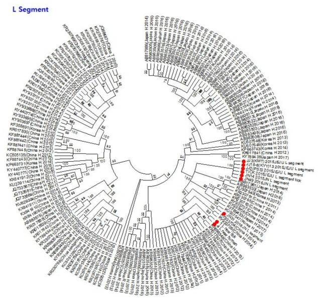 SFTSV 국내분리주의 유전체 분석- L 분절. 빨강: 확보한 SFTS 바이러스 분리주