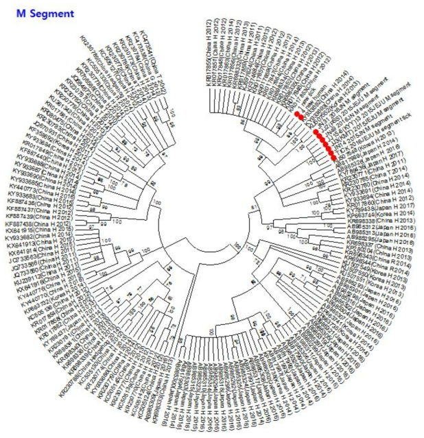 SFTSV 국내분리주의 유전체 분석- M 분절. 빨강: 확보한 SFTS 바이러스 분리주