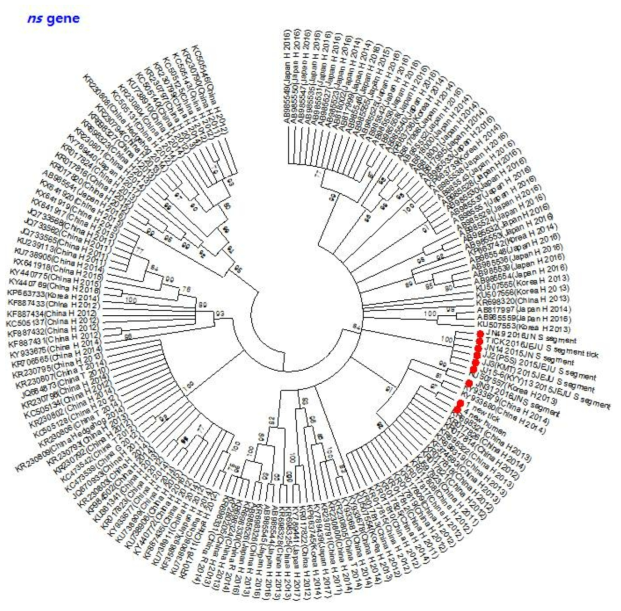 SFTSV 국내분리주의 유전체 분석- ns 유전자. 빨강: 확보한 SFTS 바이러스 분리주