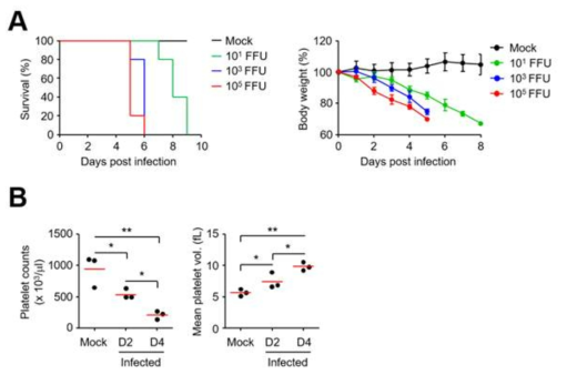 IFNR KO 마우스에 SFTSV 감염 시킨 후, 생존률(A 우측), 체중변화(A 좌측), 혈소판수와 혈소판 용적량 수치(B)