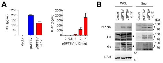 DNA 백신용 plasmid에서 항원들의 발현 여부 확인. 293T 세포주에 각각의 plasmid(mock, pSFTSV, pSFTSV-IL12)들을 transfection 시킨 후 세포와 세포배양액에서 각 인자들을 분석함. (A) Flt3L와 IL12 항원은 ELISA를 이용한 항원 정량분석. (B) Western blotting을 이용한 SFTSV의 각 항원들인 Np-Ns, Gn, Gc들의 발현을 확인