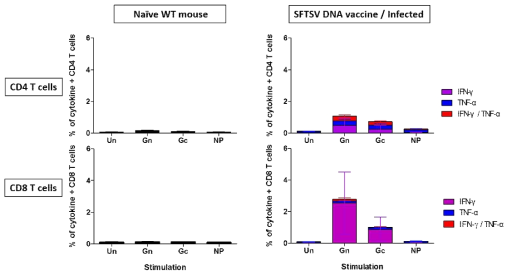 생존한 마우스에서 SFTSV NP, Gn, Gc 항원에 대한 CD4, CD8 T세포 반응성 분석
