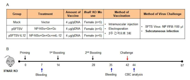 DNA 백신 면역 및 SFTS 바이러스 감염 조건과 일정