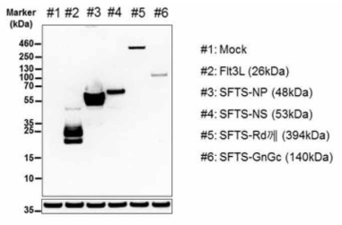 SFTS 바이러스 DNA 백신 단백질 발현 확인 (Western blot)
