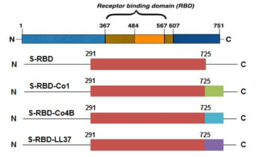 Gene construct of MERS-CoV RBD region containing M cell-targeting ligands