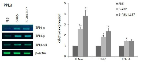 Expression of Type I IFNs transcripts in PPLs treated with recombinant S-RBD protein. The data were normalized to the expression levels of the b-actin internal gene. Relative expression in comparison with the PBS controls is shown