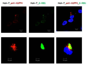 Confirmation of recombinant proteins specific binding to DPP4 receptor in Huh-7 cells by CLSM FACS analysis