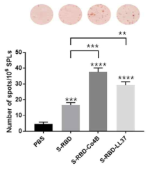 ELISPOT assay for antibody-secreting cells in splenocytes stimulated with original S-RBD recombinant protein