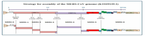 MERS-CoV 유전자 합성 전략도