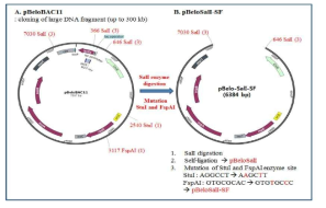 MERS-CoV 유전자들의 합성을 위한 pBeloBAC11 vector 준비과정 모식도