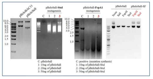 pBeloSalI vector 내 StuI 과 FspAI enzyme site를 mutation