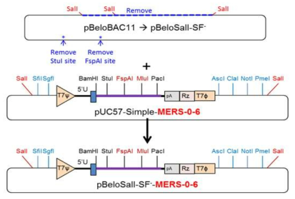 pBeloSalI_SF-MERS-06 유전자 assembly 모식도