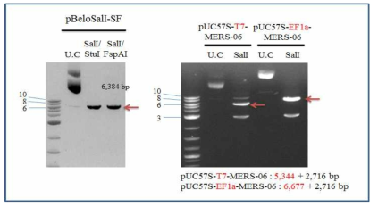pBeloSalI-SF vector 와 T7-MERS-06, EF1a-MERS-06을 SalI 으로 digestion