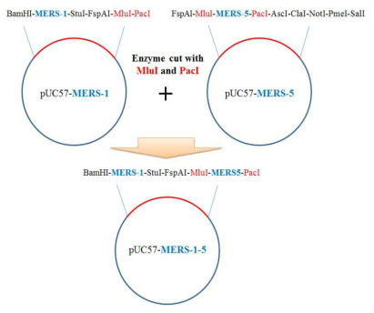 pUC57-MERS-1과 MERS-5의 유전자 assembly 모식도