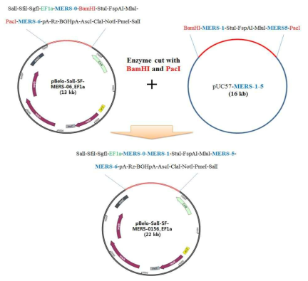 pBeloSalI-SF-MERS-06과 MERS-15 유전자의 assembly 모식도