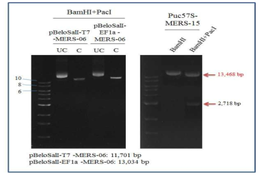 pBeloSalI-SF-MERS-06 과 pUC57S-MERS-15를 BamHI과 PacI 으로 digestion