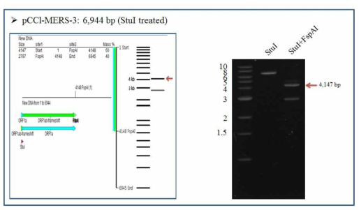 StuI-MERS-3-FspAI 유전자를 isolation