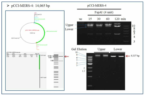 pCCI-MERS-4 DNA를 FspAI 으로 digestion 후 elution