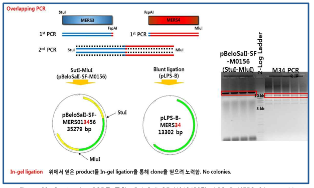 Overlapping PCR을 통한 pBeloSalI-SF-M013456과 pLPS-B-MERS-34 assembly