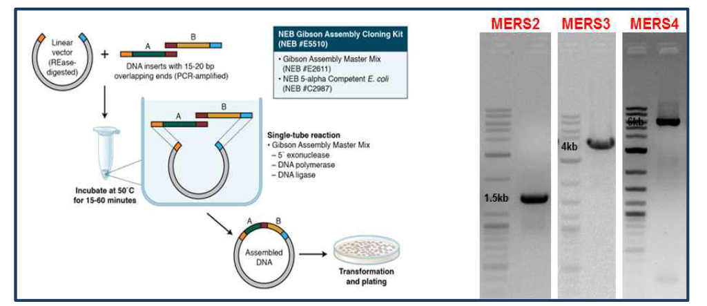 Assembly of full-length MERS-CoV infectious cDNA by Gibson assembly