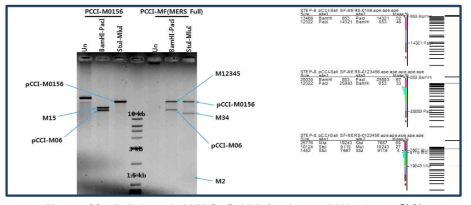 Full-length MERS-CoV infectious cDNA clone 확인
