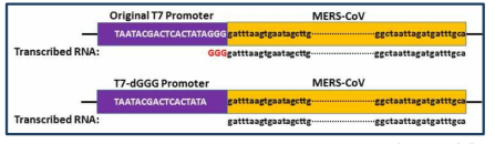 T7 RNA Polymerase promoter sequence로부터 GGG 삭제
