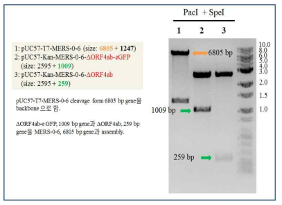 MERS-ORF4ab와 ORF4ab-eGFP deletion mutant를 MERS-0-6에 assembly