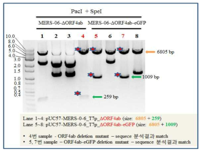 ∆ORF4ab and ∆ORF4ab-eGFP assembly clone 선별