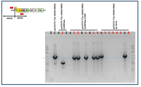 ∆ORF4ab, ∆ORF4ab-eGFP, ∆E fragments 확인을 위한 colony PCR
