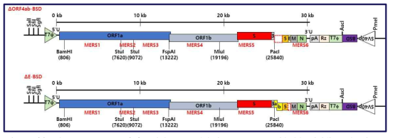 The constructs of ORF4ab or E deletion mutants with blasticidin selection marker 모식도