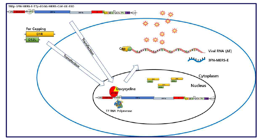 T7 RNA Polymerase와 doxycycline을 이용한 E deletion mutant virus 증식 모식도