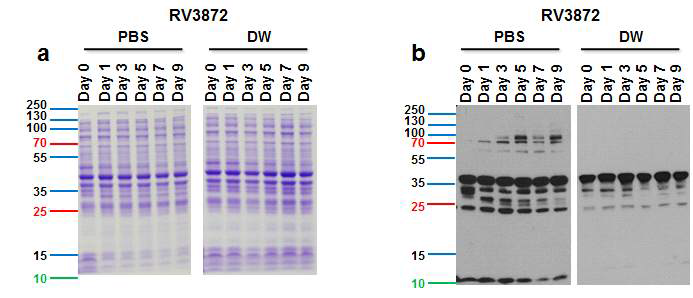 RV3872의 안정성을 확인한 결과, a. SDS-PAGE Gel 염색, b. Western bolt