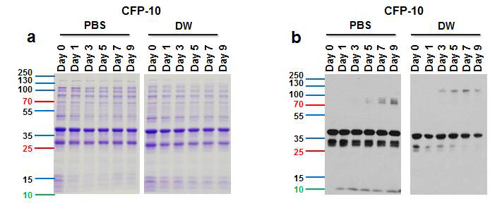 CFP-10의 안정성을 확인한 결과, a. SDS-PAGE Gel 염색, b. Western bolt